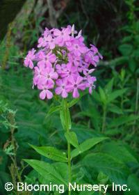 Phlox paniculata
